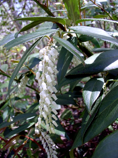 {Leucothoe fontanesiana}